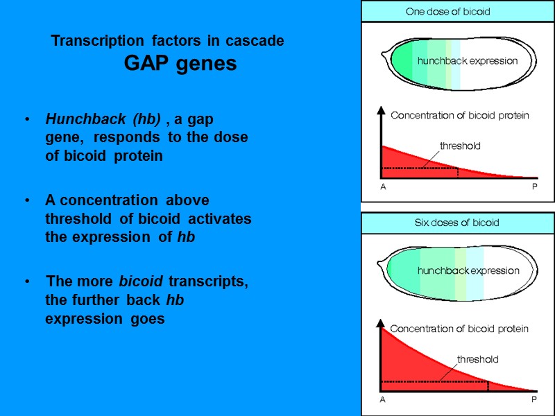 Transcription factors in cascade GAP genes Hunchback (hb) , a gap gene, responds Transcription factors in cascade GAP genes Hunchback (hb) , a gap gene, responds